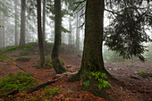 Forest in mist at the hiking path to Grosser Falkenstein, Bavarian Forest, Bavaria, Germany