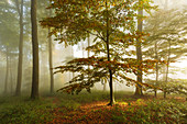 Morning mist in the woods at Laacher Kopf, near Maria Laach, Eifel, Rhineland-Palatinate, Germany