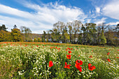 Meadow with poppies at Laacher See, near Maria Laach, Eifel, Rhineland-Palatinate, Germany