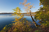 Am Laacher See, bei Maria Laach, Eifel, Rheinland-Pfalz, Deutschland