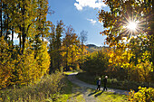 Herbstwald, bei Olsberg, Rothaarsteig, Rothaargebirge, Sauerland, Nordrhein-Westfalen, Deutschland