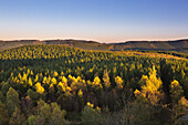 Forest in autumn, near Olsberg, Rothaarsteig hiking trail, Rothaar mountains, Sauerland, North Rhine-Westphalia, Germany