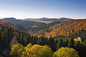 Forest in autumn, near Altastenberg, Rothaarsteig hiking trail, Rothaar mountains, Sauerland, North Rhine-Westphalia, Germany