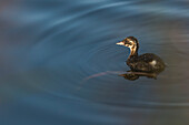 Enten, Vogel, Küken im Sonnenlicht auf dem See, Teichlandschaft, Linum, Linumer Bruch, Brandenburg, Deutschland