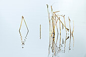Reed, Reeds in the Mist, High Key, Pond Landscape at Dawn, Water Reflection, Linum, Linumer Bruch, Brandenburg, Germany