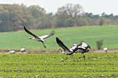 Flight study starting cranes, birds of luck, birds, flying cranes, autumn, arable land, corn field, crane family, Linum, Linumer Bruch, Brandenburg, Germany