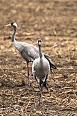 Cranes, Birds of Luck, Bird, Bird Migration, Flying Cranes, Autumn, Arable Field, Cornfield, Crane Family, Rest Area Linum, Linumer Bruch, Brandenburg, Germany