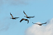 Flight study cranes, birds of luck, bird migration, flying cranes, autumn, crane family, rest stop, Linum, Linumer Bruch, Brandenburg, Germany