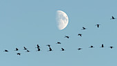 Flying cranes in front of the moon, sunset, crane family, birds of luck, birds, flight study, bird silhouettes, bird watching, crane watching, Linum, Linumer Bruch, Brandenburg, Germany
