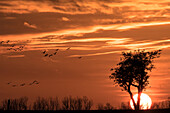 Sunset in front of tree silhouette, apple trees, red sky, autumn sky, cloud formation, bird formation  in front of sunset, cranes and greylag geese, Linum, Linumer Bruch, Brandenburg, Germany