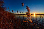 Reed at sunset, lake Ammersee, Bavaria, Germany