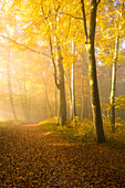 Sonnenstrahlen durchbrechen den Nebel im farbenfrohen Herbstwald bei Herrsching, Bayern, Deutschland