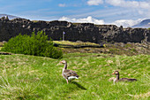Gänse vor dem Grabenbruch Þingvellir, östlich von Reykjavik, Island