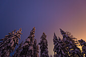 Farben mischen sich ins letzte Licht über den Nadelwäldern von Luosto, finisch Lappland