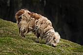 Zerzaustes Schaf auf Mykines, Färöer Inseln, Dänemark