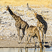 Giraffen am Wasserloch, Etosha Nationalpark, Namibia, Afrika
