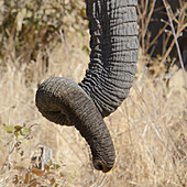 Elephantenrüssel, Etosha Nationalpark, Namibia, Afrika