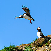 Puffin in flight, Eastfjords, Iceland