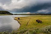 Amerikanische Bisons bei Gewitterstimmung im Yellowstone Nationalpark, Wyoming, USA