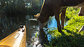 Biosphere Reserve Spreewald, Germany, hiking, kayak tours, recreational area, family holidays, family outing, paddling, rowing, wilderness, excursion, day trip, cows, cow, cattle, kayakers, tourism