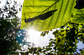 Biosphere reserve Spreewald, Germany, hiking, kayak tours, recreational area, family vacation, family outing, paddling, rowing, wilderness, excursion, day trip, insects, dragonfly, silhouette, shadow, summer day