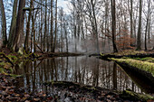 Spreewald Biosphere Reserve, Brandenburg, Germany, Kayaking, Recreation Area, Wilderness, Day Trip, River Landscape and Beech Grove, Deciduous Forest and winter Landscape, Moor, Deadwood, Moss, Dawn