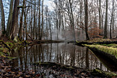 Biosphärenreservat Spreewald, Unterspreewald, Brandenburg, Deutschland, Wasserwandern, Kajaktouren, Naherholungsgebiet, Wildnis, Flusslandschaf und Buchenhain, Laubwald, Laubbäume, Winterlandschaft, Moor, Totholz, Moos, Baumstamm, Morgengrauen