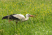 Spreewald biosphere reserve, Brandenburg, Germany, wilderness, stork, rattle stork, white stork in the middle of a wild meadow, flower meadow