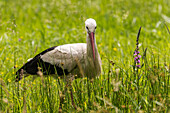 Spreewald biosphere reserve, Brandenburg, Germany, wilderness, stork, rattle stork, white stork in the middle of a wild meadow, flower meadow