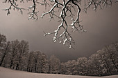Germany, Bavaria, Alps, Oberallgäu, Oberstdorf, winter landscape at night, winter holidays, forest at night