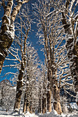 Germany, Bavaria, Alps, Oberallgaeu, Oberstdorf, winter landscape, winter holidays, winter hiking trail, avenue of trees in Winter