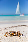 crab on Cayo Coco beach, sailing boat in the background, sandy dream beach, turquoise blue sea, boat, snorkeling, swimming, Memories Flamenco Beach Resort, hotel, family travel to Cuba, parental leave, holiday, time-out, adventure, Cayo Coco, Jardines del
