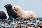 Zwei Pelzrobben, die eine ein seltener Blondie blonder Seebär (nur ca. 1 in 1000 ist hell), Fortuna Bay, Südgeorgien, Antarktis