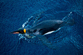 Schwimmender Königspinguin (Aptenodytes Patagonicus), Lusitania Bay, Macquarieinsel, Subantarktische Inseln, Australia
