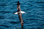 With its wingtip skimming the water, a black-browed albatross (Thalassarche melanophris) flies low over the water, near Dunedin, Otago, South Island, New Zealand