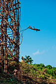 Ursprüngliches Bungeespringen: Ein junger Mann springt von einem hölzernen Turm mit nur Lianen an seinen Knöcheln, Pentecost Island, Torba, Vanuatu, Südpazifik