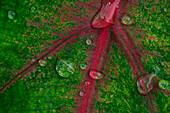 Nahaufnahme vom Wassertropfen auf einem grünen Blatt mit roten Adern, Wewak, East Sepik, Papua-Neuguinea, Südpazifik