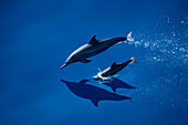 Zwei Delfine, einer in der Luft und einer der gerade ins Wasser zurückkehrt) eskortieren Expeditions-Kreuzfahrtschiff MS Bremen (Hapag-Lloyd Cruises) auf der Reise von Indonesien nach Borneo, Südchinesisches Meer, nahe Indonesien, Asien