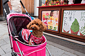 Ein Pudel, buntes Bandana und eine Jacke tragend, steht in einem Kinderbuggy, Otaru, Japan, Asien