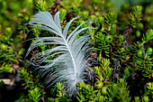 A small white feather is caught in mossy plants, Cape Kekurny, Kamchatka, Russia, Asia