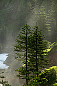 Endemic Norfolk Pines grow on the steep slopes above Anson Bay, Australia