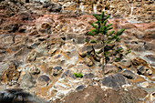 Endemic Norfolk Pines grow on the steep slopes above Anson Bay, Australia