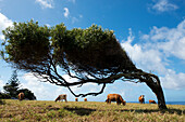 Windgebäugte Bäume am Point Howe ganz im Norden der Insel, Australien