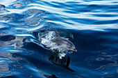 a bottle nose dolphin off the south coast of Tasmania, Tasmania, Austalia