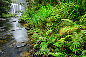 Rainbow Wasserfall, Kerikeri River, Bay of Islands, Northland Region, Nordinsel, Neuseeland
