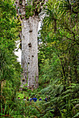 Several persons standing beneath Kauri tree in Kauri Forest, Waipoua Forest, Northland Region, North island, New Zealand