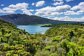 Forest with view towards lake Rotomahana, Waimangu Vulcanic Valley, Rotorua, Bay of Plenty, North island, New Zealand