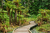 Track leading through forest with tree ferns, Redwood Forest, Whakarewarewa Forest, Rotorua, Bay of Plenty, North island, New Zealand