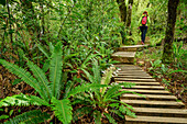 Frau wandert auf Weg mit Treppen durch Wald mit Farnen, Mangorai Track, Aufstieg Pouakai Hut, Mount Egmont, Egmont Nationalpark, Taranaki, Nordinsel, Neuseeland