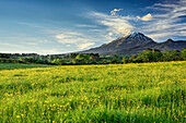Meadow with flowers with vulcano Mount Egmont in background, Egmont National Park, Taranaki, North island, New Zealand